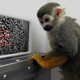 Illustration for article titled Gene Therapy Has Color-Blind Monkeys Seeing Red (and Green)